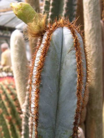 Pilosocereus_fulvilanatus